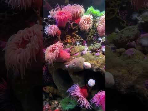 Colorful fish at New England Aquarium #boston #newengland #aquarium #foryou  #fishing