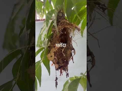 #Home#birdslover #trending #bejuban #motherslove #babybird