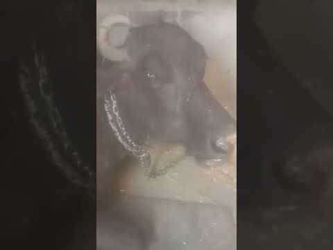 #ytshort #animallover #cute #cutebuffalo #viral #animal #little #cutecow #trending