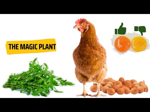 Sessile joyweed will make your chickens super healthy and lay more quality eggs #poultryfarming