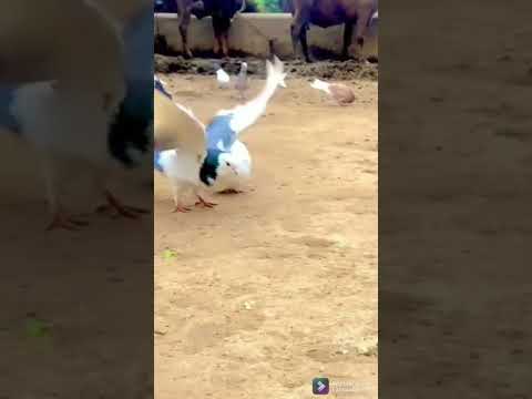 எங்களுக்கும் வித்தை தெரியும்!! நாங்களும் டைவ் அடிப்போம்!! #pigeon  #dive| #dove | #pets