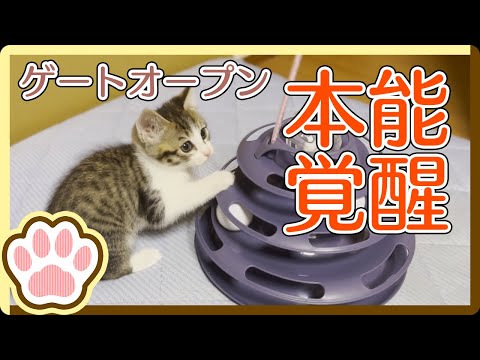 猫じゃらしの効果絶大！ボールタワーも凄かった 笑 / Great effect of foxtail! The ball tower was also amazing lol