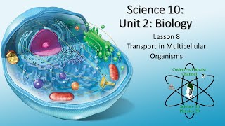 Science 10 Biology Lesson 9 Transport in Plants