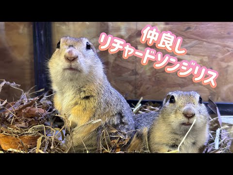 ふかふかベッドでくつろぐリチャードソンジリス（熱帯倶楽部　東川口本店）