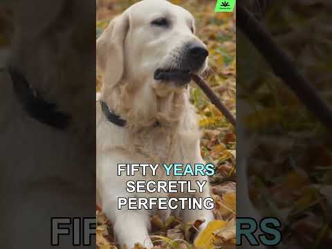 The Gold Secret: A 50-Year MysteryDid you know the Golden Retriever was once a secret?
