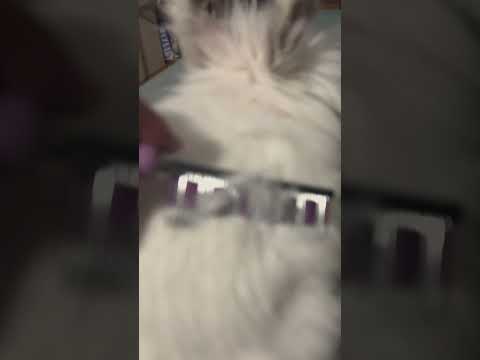 Escuchando hasta que escucho a Yung Miko decir "eh" #bunny #badbunny #music #mascotas #musica
