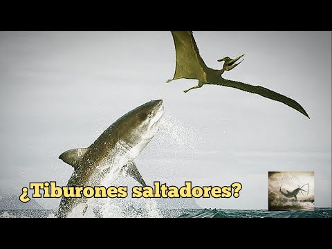 Los Tiburones del Cretácico NO saltaban fuera del agua para comer Pterosaurios