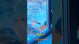 Frozen Swan Turns Fierce Protector: A Heartwarming Twist! #shorts #WildlifeWonder #SwanStory #swan