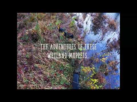 Silent Vlog - 8 mile hike with dogs