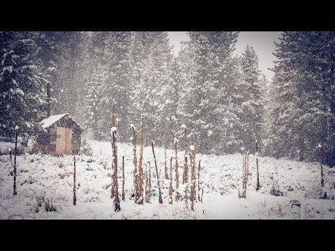 [ Snowfall ] Snowstorm Sounds For Sleeping