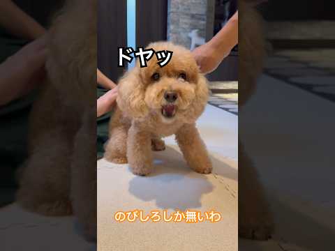 #円陣チャレンジ #トイプードル #toypoodle #2024 #犬のいる生活 #愛犬 #miso #いぬ