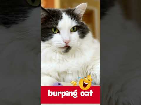 BURPING CAT  #catlover #funnyanimals #cat