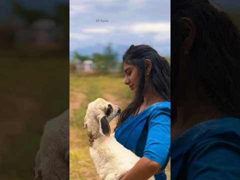 Goat love #RPcattlefeeds cattle feeds palani