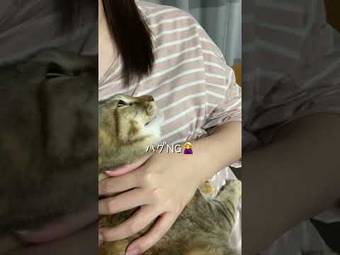 甘えんぼタイム #猫 #cat #shorts