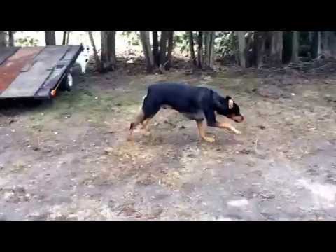 Happy rottweiler part 2