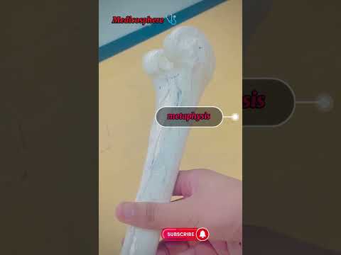 Anatomy of bone #3d #medicosphere #anatomy #physiology #bones #medicos #viral #shorts #unstoppable