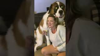 Saint Bernard's Hilarious Humping Moment You Won’t Believe!  😲 #shorts  #dogshorts #funnydogvideo