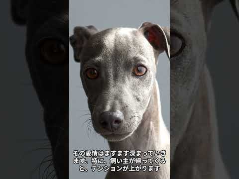 老犬が、飼い主が帰ってくるとテンションが上がり、愛情を示してくれるお話 #shorts