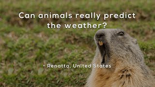 Can animals really predict the weather?