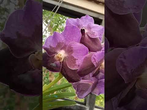 KAKAIBANG BULAKLAK to...#gardenplants #short