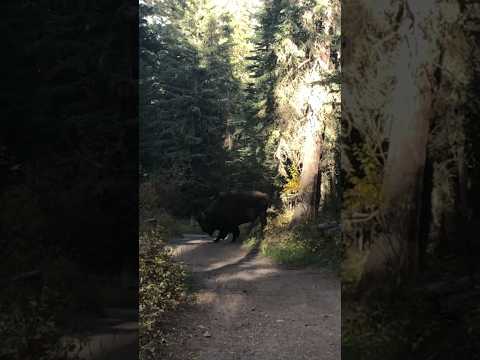 ONLY In Yellowstone Does THIS Happen