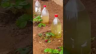 how to make an irrigation system with plastic bottles to water a strawberry garden