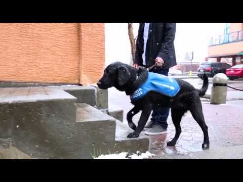 From Pup to Professional: Becoming a Guide Dog