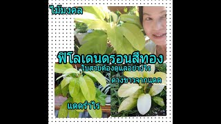 ฟิโลเดนดรอนสีทองเลี้ยงอย่างไรให้ใบใหญ่เหลืองสวยวาว#ด่างขาวฟิโลทองจากแสงแดด