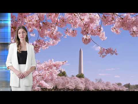 Washington D.C. Cherry Blossoms – Peak Bloom 2025!