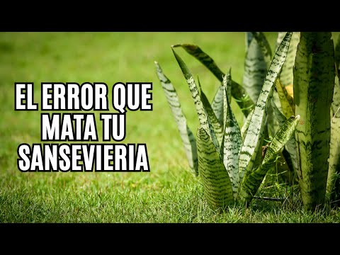 👉 Cómo CUIDAR la planta LENGUA de SUEGRA: Guía completa para que crezca hermosa y fuerte 🌱