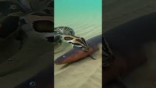 The python asked for trouble and got trapped in a tiny hole #python #wildlife #nature
