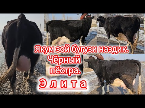 28 ДЕКАБР БУГУЗИ НАЗДИК ЭЛИТА ЗОТИ ШИРИ