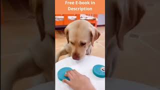 Funny Dog | Makes The Wrong Decisions #Shorts
