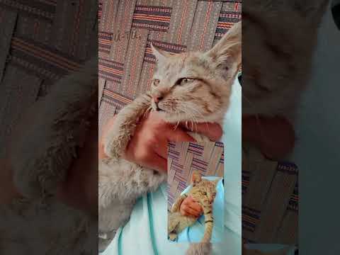 cat 😺🐈