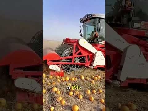 This Machine Destroys Melons on Purpose#farmtech #harvester #farminglife #Knowledge