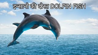 Dolphin fact | friendly fish dolphin