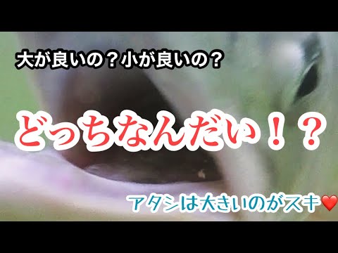 【鮭釣り】ハリは大きいのが良いの？小さいのが良いの？ どっちなんだい！？