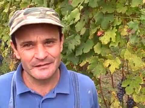 DBGitalia with Renato Tontine harvesting his Rocche dell'Annunziata vyd for 'ArnaldoRivera', Oct'19