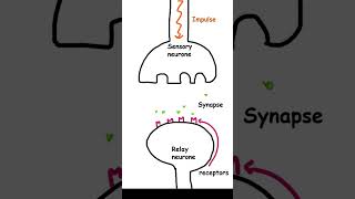 The synapse  Biology GCSE Biology paper 2 pass your exams @letsgettothemarks