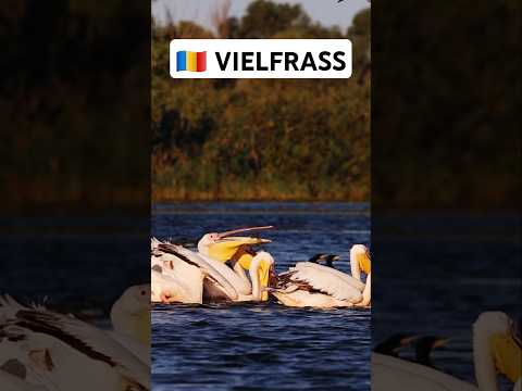 Wer hat den ganzen Fisch gefressen?
