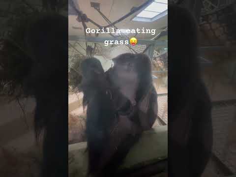 Gorillas are vegetarians😂 Did you know??😄 #nature #naturelovers #harshi #toronto  #ytshorts