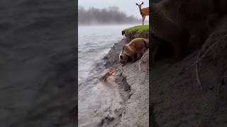 Massive Bear Saves a Baby Deer — And Nobody Saw This Coming. #wildliferescue
