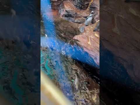 ペンギンさん