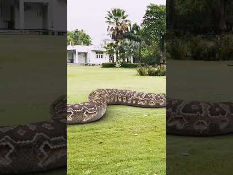 Big python snake 4 #shorts