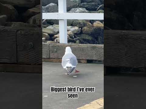 This is the biggest bird I’ve ever seen #nature #birds #seagulls