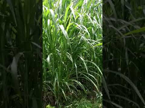 Super Napier Grass Slips - சூப்பர் நேப்பியர் புள்