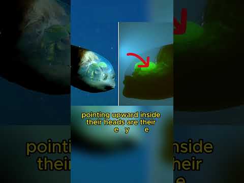 Spook Fish has strange eyes | Barreleye Fish | Strange facts you never knew Part 62 #shorts