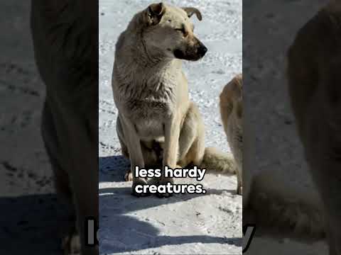 This is How Dogs Survive in the Coldest City in the World: #yakutia