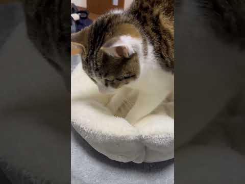 #ふみふみ猫