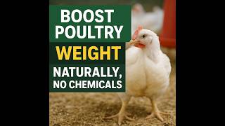 Top Natural Feed Additives for Poultry & Livestock Growth | Boost Weight & Immunity Organically